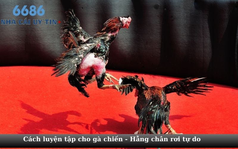 Cách luyện tập cho gà chiến  - Hẫng chân rơi tự do 