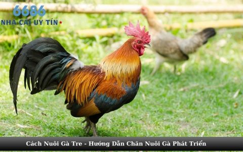 Cách Nuôi Gà Tre - Hướng Dẫn Chăn Nuôi Gà Phát Triển 