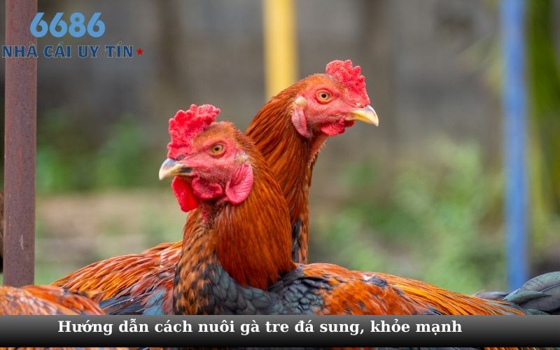 Hướng dẫn cách nuôi gà tre đá sung, khỏe mạnh 