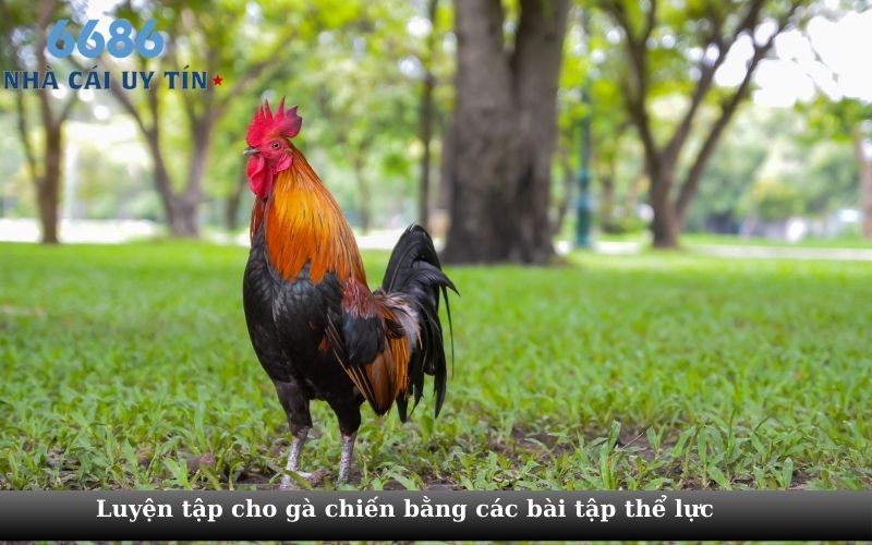 Luyện tập cho gà chiến  bằng các bài tập thể lực 