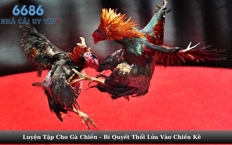 Luyện Tập Cho Gà Chiến - Bí Quyết Thổi Lửa Vào Chiến Kê